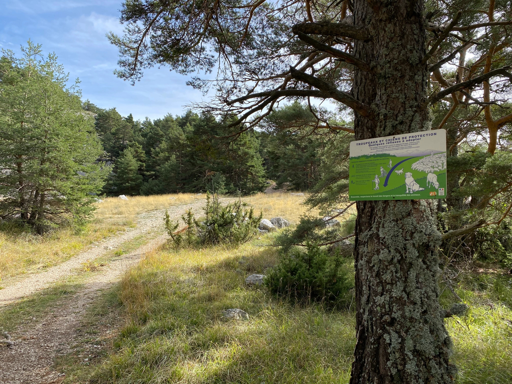 Comment se comporter en présence de chiens de protection des troupeaux (patou) ?