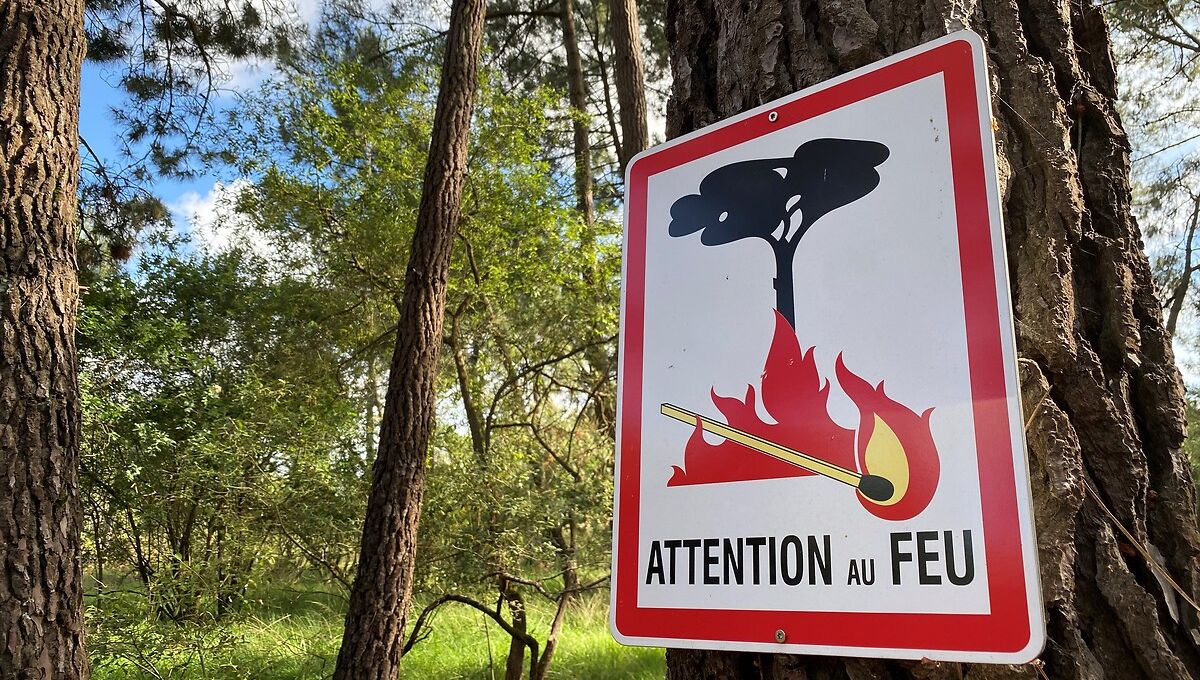 Les sorties estivales dans les Massifs Forestiers du Sud de la France