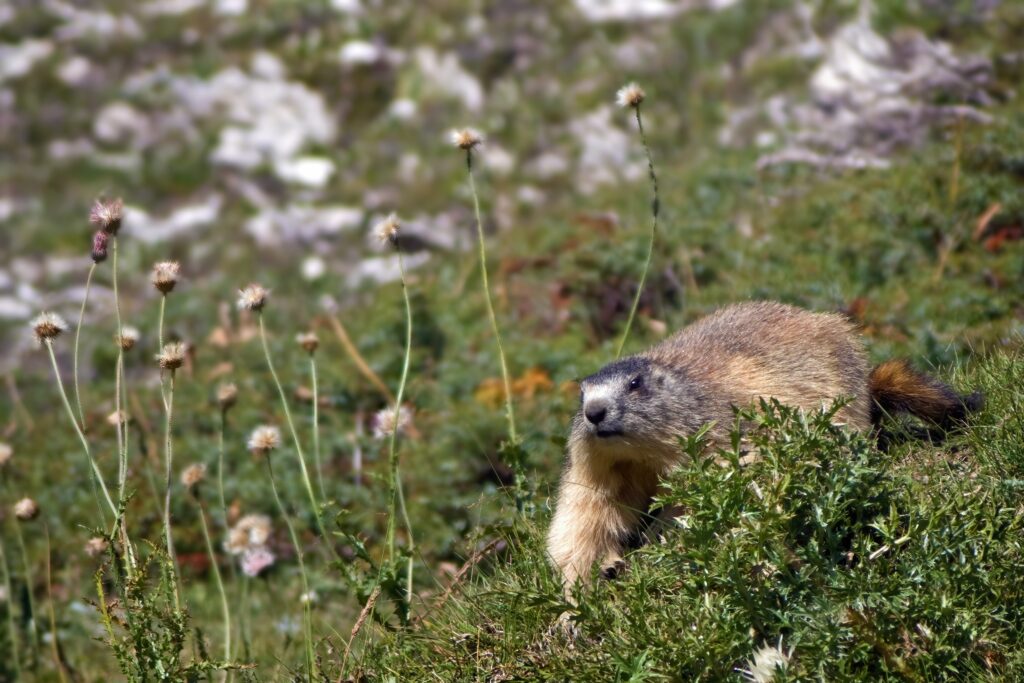 Marmotte des Alpes