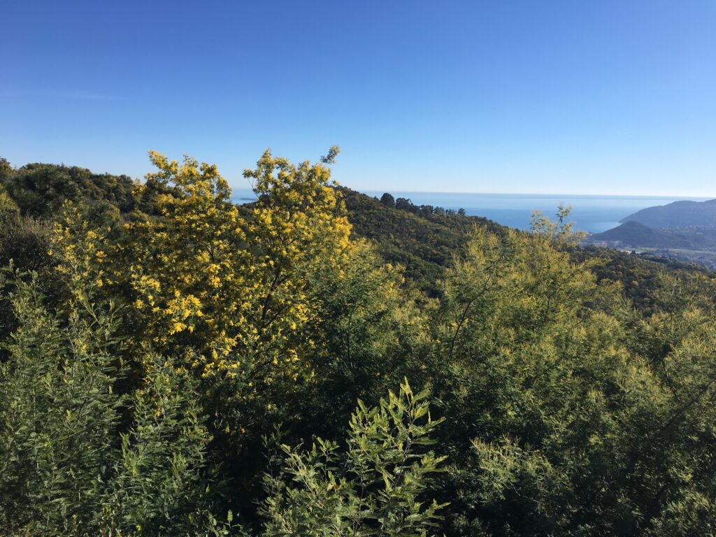 Mimosa