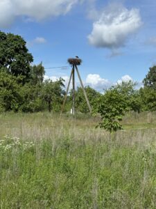 Cigognes