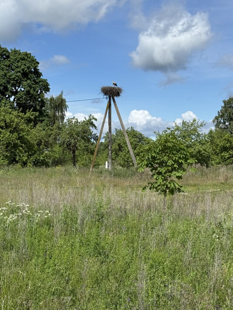 Cigognes