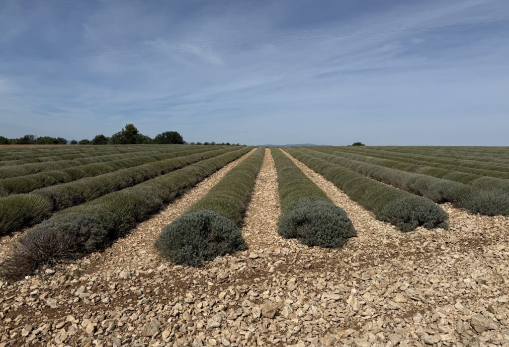 Plateau de Valensole